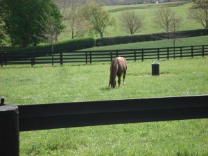 Medaglia d'Oro grazing in his paddock