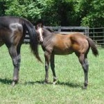 Another mare and colt at Claybank Farm