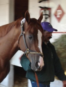 California Chrome walking the shed row the morning after his Kentucky Derby win