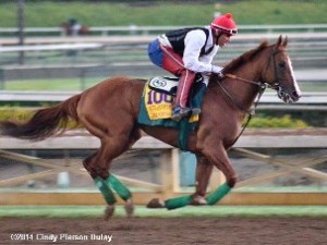 California Chrome in 2014 Breeders' Cup Classic workout .  Photo courtesy and copyright Cindy Pierson Dulay