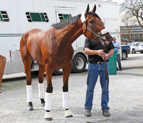 Derby favorite American Pharooah arriving Churchill Downs. Photo by Reed Palmer Churchill Downs 