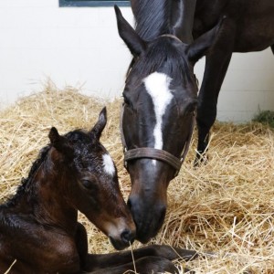 Zenyatta with her May 2017 filly 