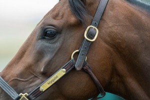 Nyquist, Preakness Stakes favorite, trained by Doug O'Neill, at Pimlico Race Course in Baltimore, Maryland.